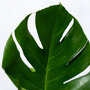 Gatenplant op stok detail